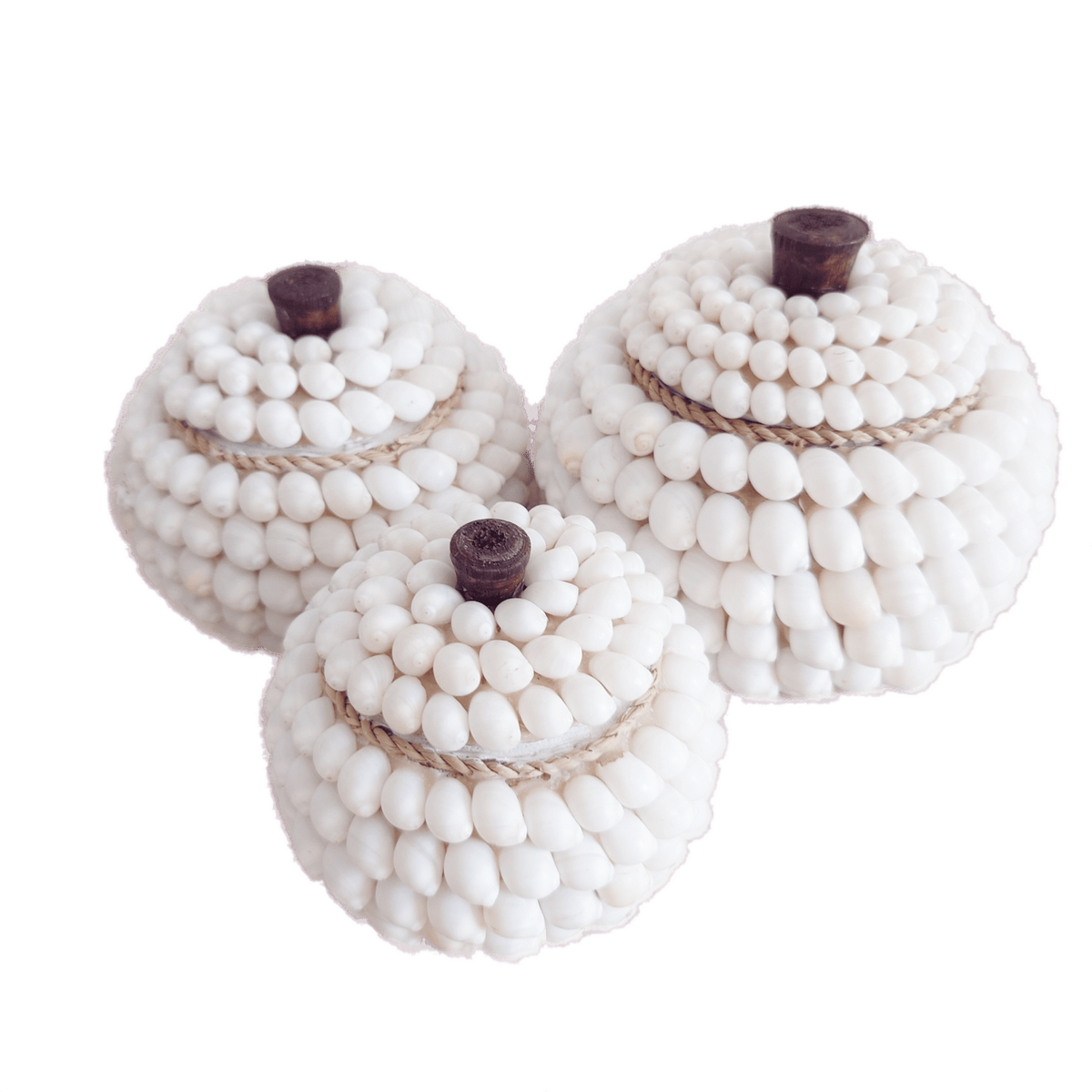 Potes Redondos de Conchas "Océano" 🐚